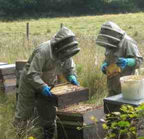 Bees Management